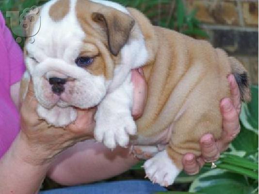 English bulldog καθαρόαιμα -300